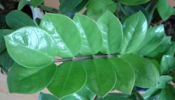 金钱树的养殖方法和注意事项