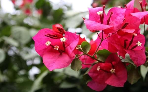 三角梅最好看的造型 正确修剪方法有哪些？