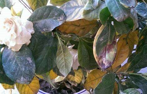 栀子花叶子蔫了怎么办？