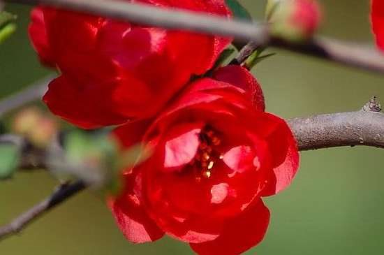 海棠花突然蔫了是因为什么？