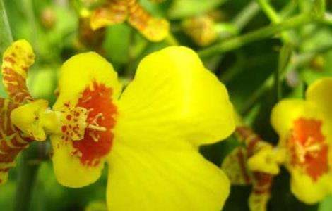 文心兰的养殖多久？