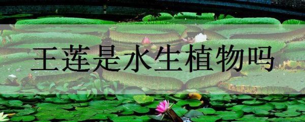 王莲是水生植物吗?