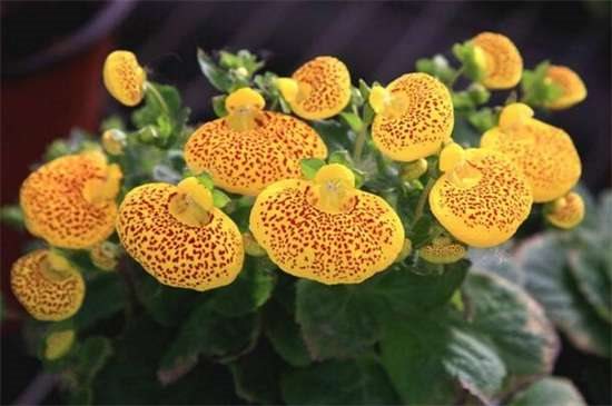荷包花冬天养殖的禁忌 缺乏光照并大量浇水施肥
