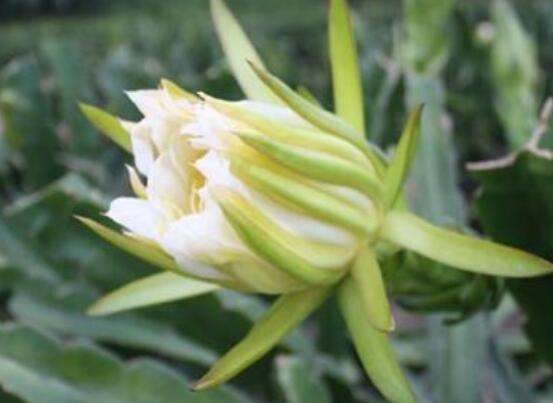 霸王花不能和什么同食 霸王花与什么相克(没有)