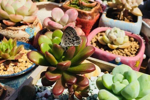 夏天如何养多肉 需要注意哪些方面