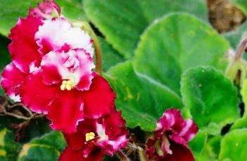 非洲紫罗兰的养殖多久？