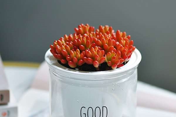 虹之玉一碰就掉叶子是什么原因 要如何解决