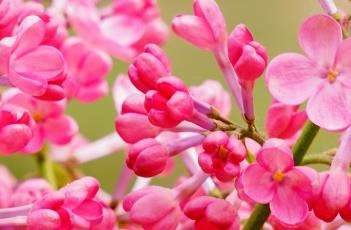 盆栽丁香花的种植多久？