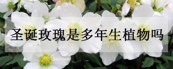 圣诞玫瑰是多年生植物吗?