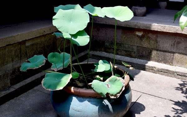 荷花缸如何避免蚊子 避免蚊子的方法有哪些？