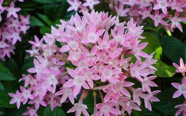 花期长耐热的植物有哪些？