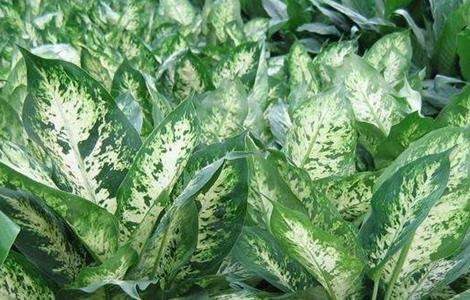 万年青养殖方法和注意事项