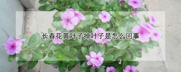 长春花黄叶子掉叶子是怎么回事