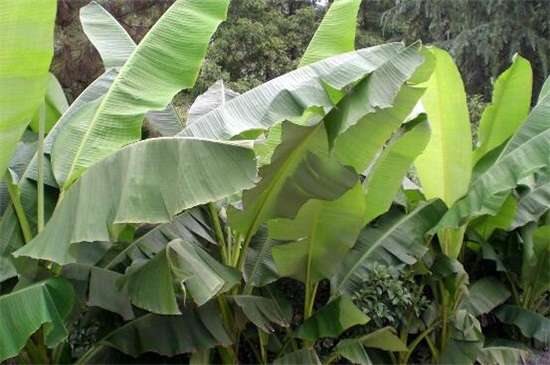 芭蕉的养殖方法和注意事项
