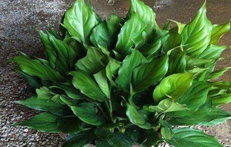 万年青养殖方法和注意事项