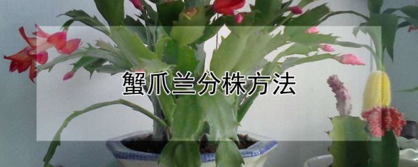 蟹爪兰分株方法