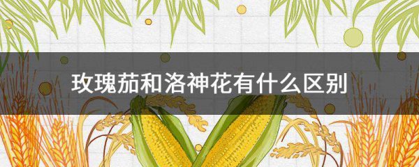 玫瑰茄和洛神花有什么区别？？