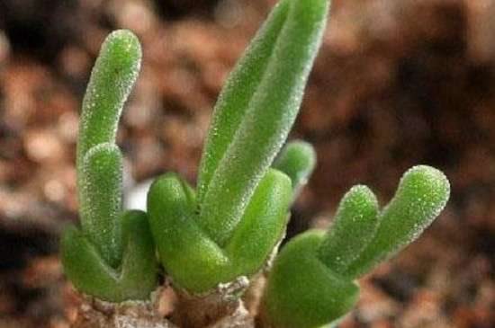 碧光环夏天可以种吗？