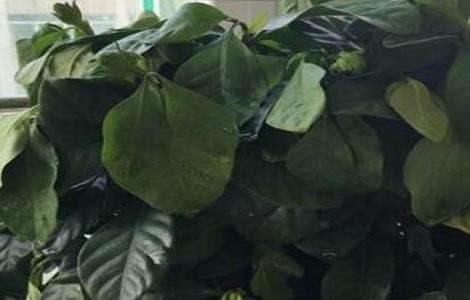 栀子花叶子蔫了怎么办？