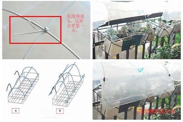 夏天多肉露养如何遮阳 都有哪些遮阳的多久?