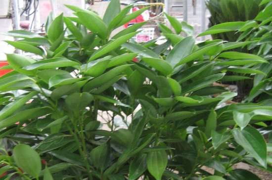 元宝树叶子下垂的原因？