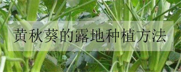黄秋葵的露地种植多久?