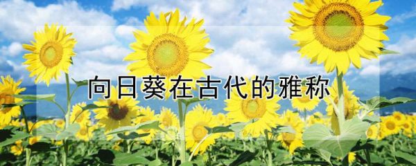 向日葵在古代的雅称
