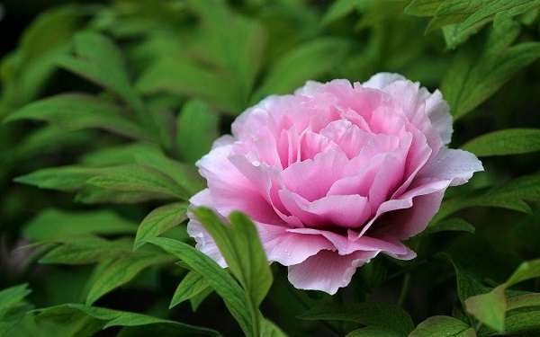 牡丹花移栽方法 怎么移栽成活率高