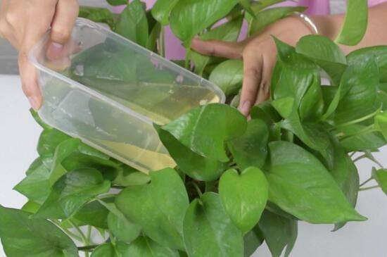 啤酒可以代替营养液吗 啤酒养花更简单