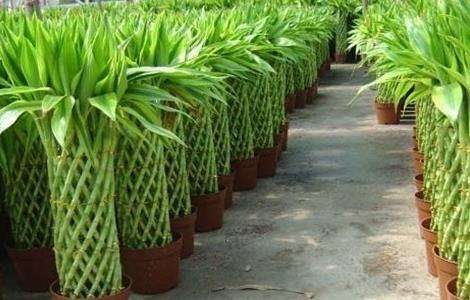 富贵竹养殖方法和注意事项