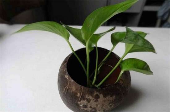 空心菜品种哪种好 竹叶空心菜产量高口质脆味浓