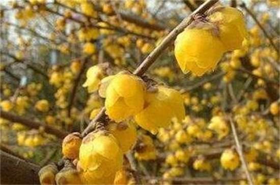 榆叶梅和美人梅的区别? 四种方法区分两者不同