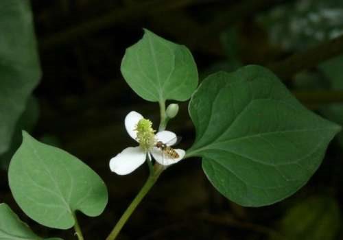 鱼腥草种植:春季根茎挖出栽种