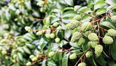 荔枝坐果率怎么提高 提高荔枝坐果率的多久？