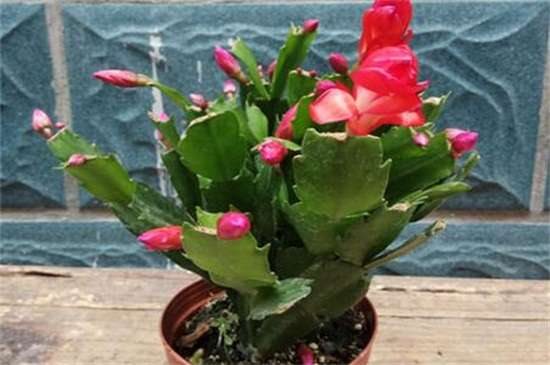 假昙花叶子发蔫怎么办 光照换土洒药预防病虫