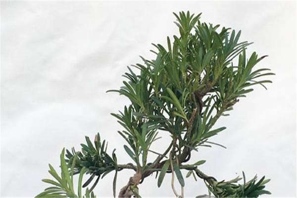 罗汉松移植后几天生根 养护方法是什么?