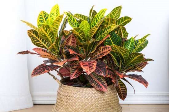 变色木掉叶子的原因？