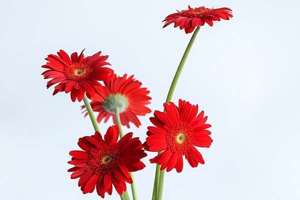 非洲菊烂根了怎么办 根烂怎么处理能救活
