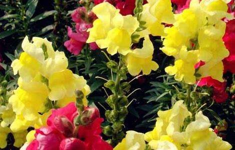 金鱼草养殖多久?