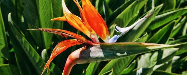 鹤望兰的家庭养殖多久？