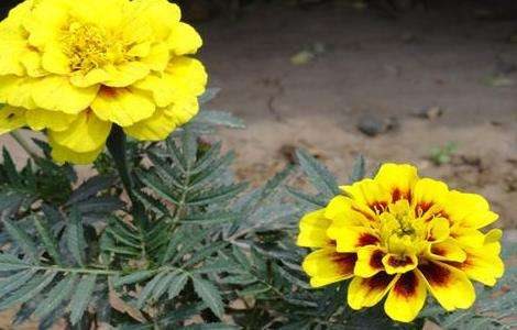 孔雀草简介及常见问题