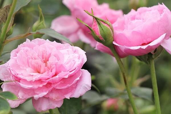 铃之妖精黄叶掉落怎么办 叶子发黄补救解决多久?