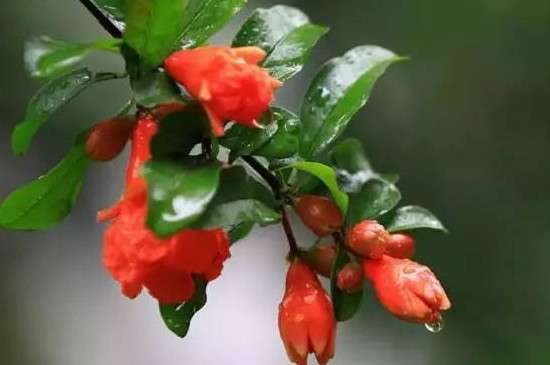 石榴花掉花苞是咋回事