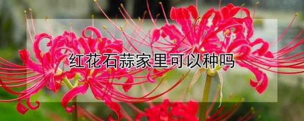 红花石蒜家里可以种吗