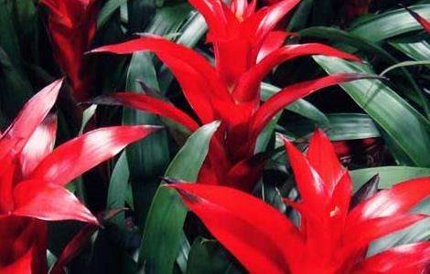 凤梨花的繁殖多久？