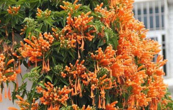 炮仗花有毒吗 不仅无毒还有药用价值