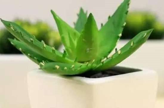 芦荟可以晒太阳吗？