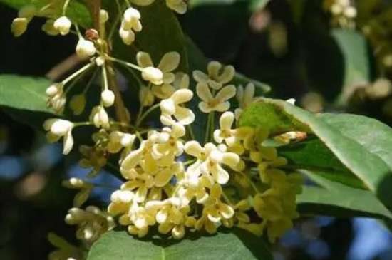 桂花品种有哪些？