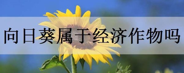 向日葵属于经济作物吗?