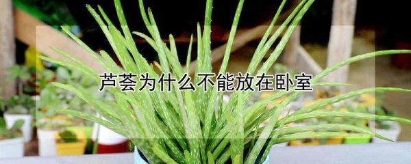 芦荟为什么不能放在卧室